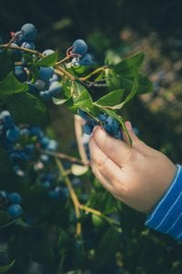 How to plant blueberries